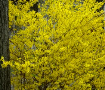 Bush flowering next to tree NJ