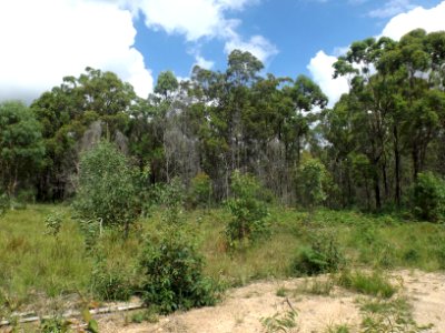 Bush along Casuarina Trail