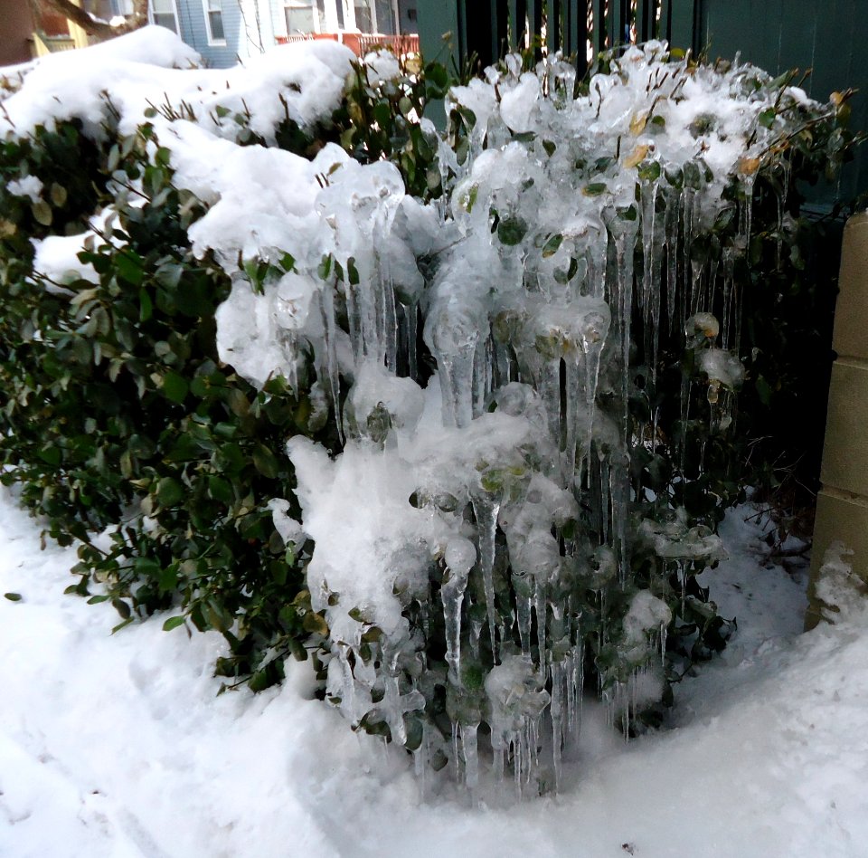 Bush covered in ice and snow with houses in background