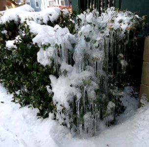 Bush covered in ice and snow with houses in background photo