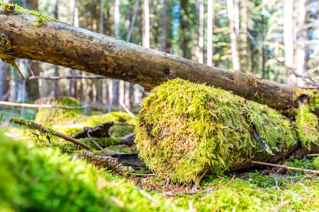 Nature plant idyll