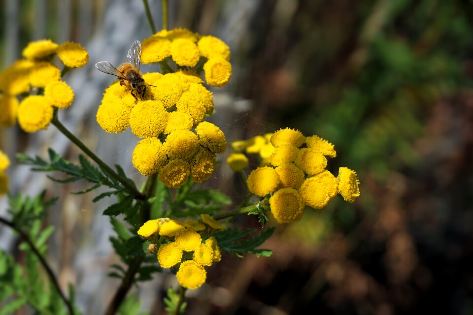 Yellow nature plant