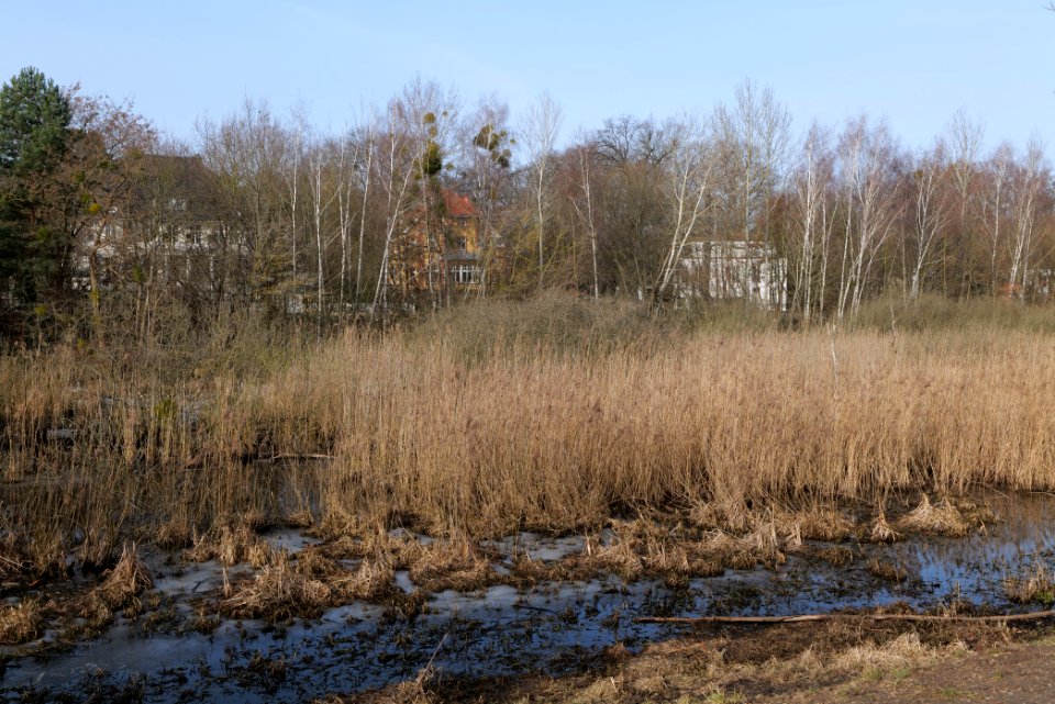 Buschgraben Kleinmachnow Zehlendorf 2021-02-24 10