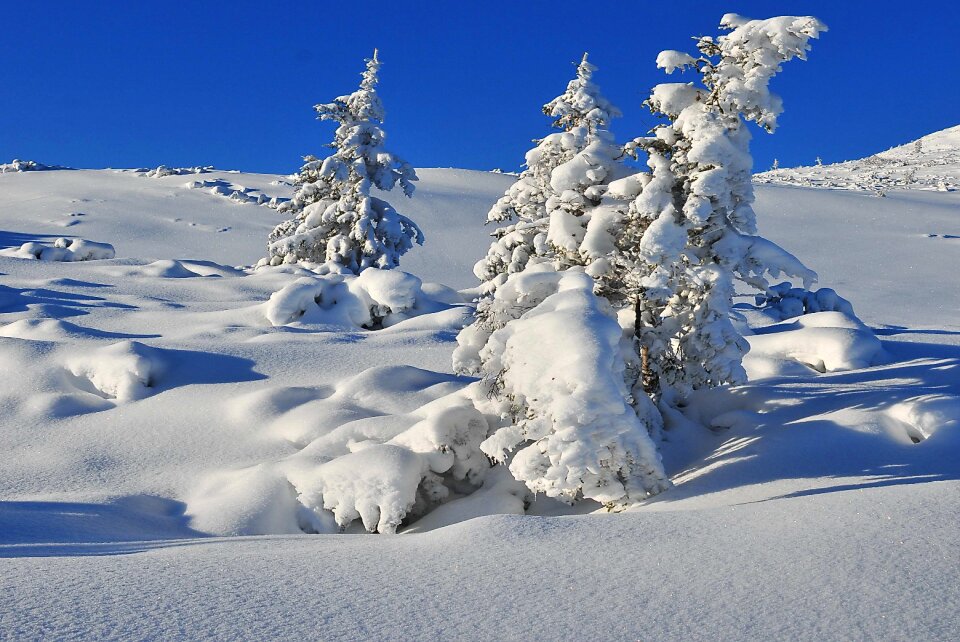 Snow-covered trees spruce biel