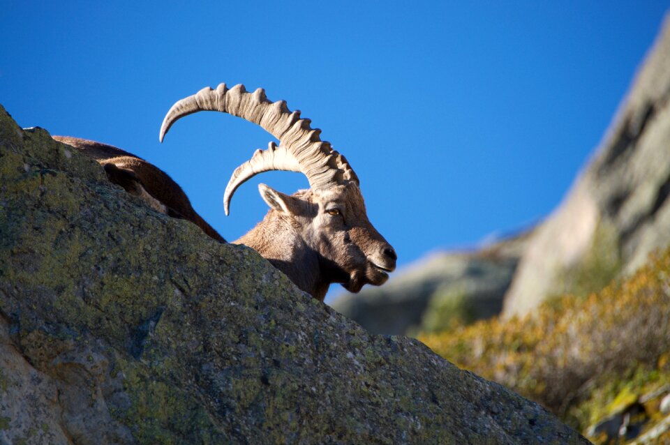 Ibex capra ibex male