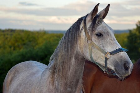 Horses head equine photo