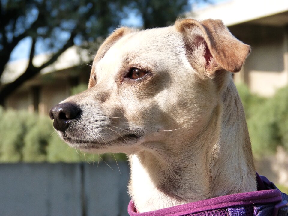 Pet animal mixed breed dog