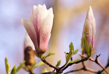 Spring pink flower tree photo