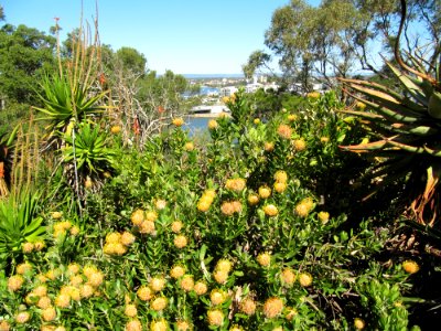 Bush of different flowers photo