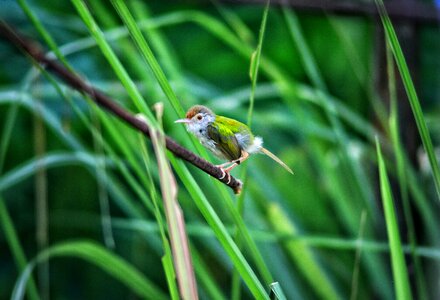 Birds animals green