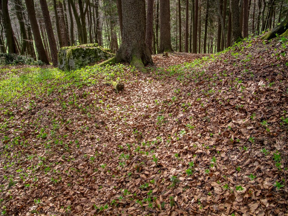 Burstall Spitzenberg10