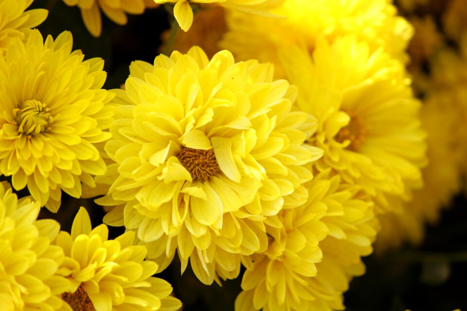 Petals mums macro