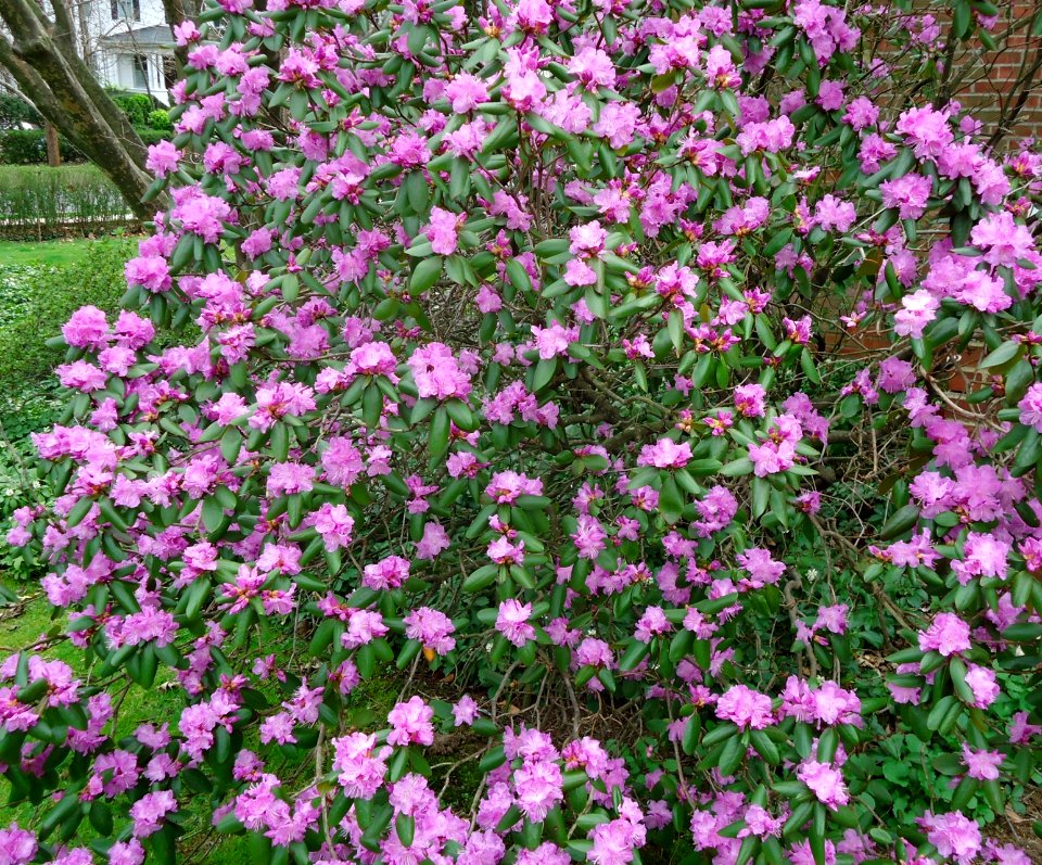 Bush with purple flowers Summit NJ