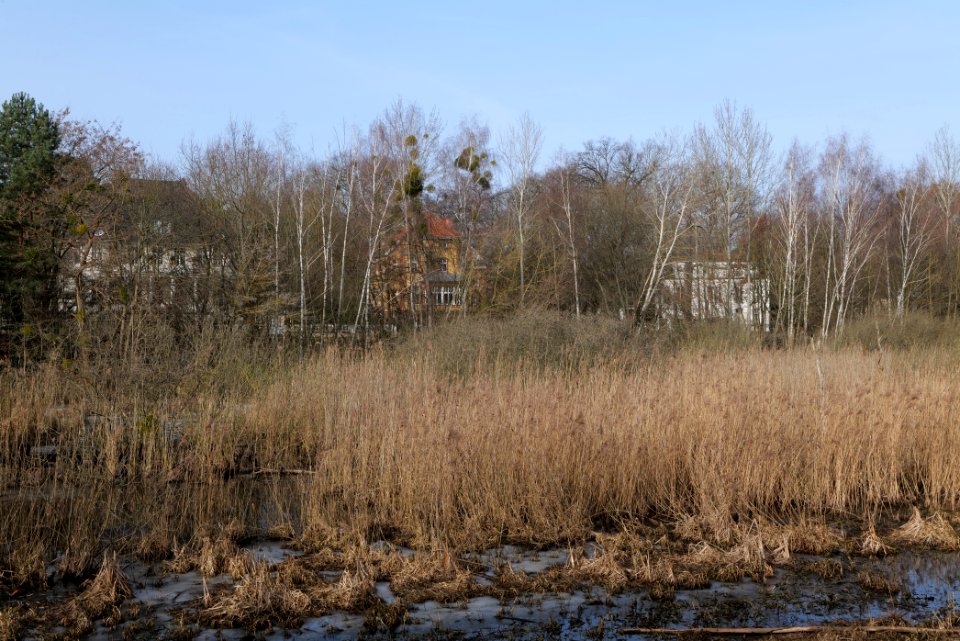 Buschgraben Kleinmachnow Zehlendorf 2021-02-24 12