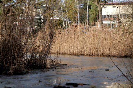 Buschgraben Kleinmachnow Zehlendorf 2021-02-24 04