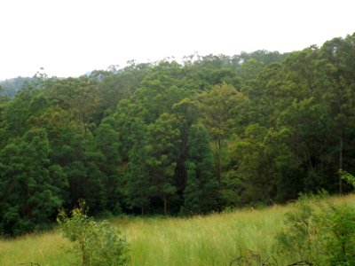 Bushland at Numinbah Valley, Queensland photo