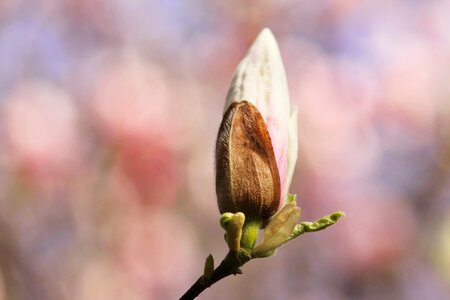 Spring pink flower tree photo