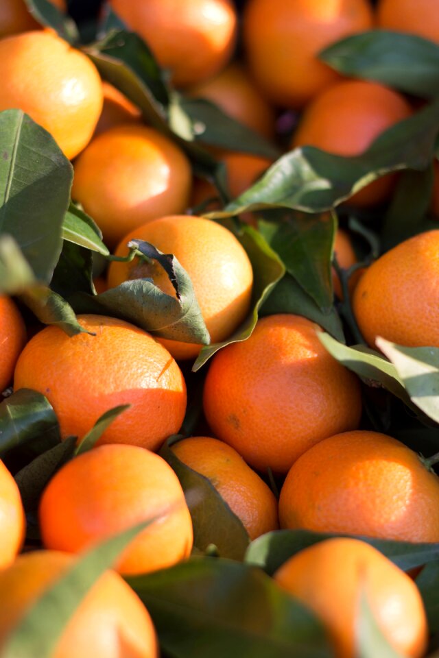 Tangerine orange harvest