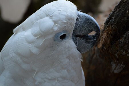 Cockatoo bird kromsnavel