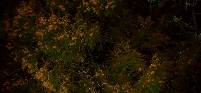 Bushes and trees at night