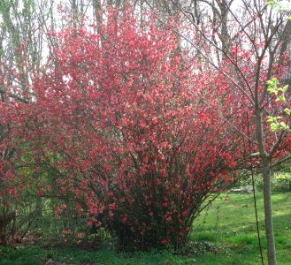 Bush with flowers Summit NJ