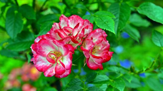 Nature plant close up photo