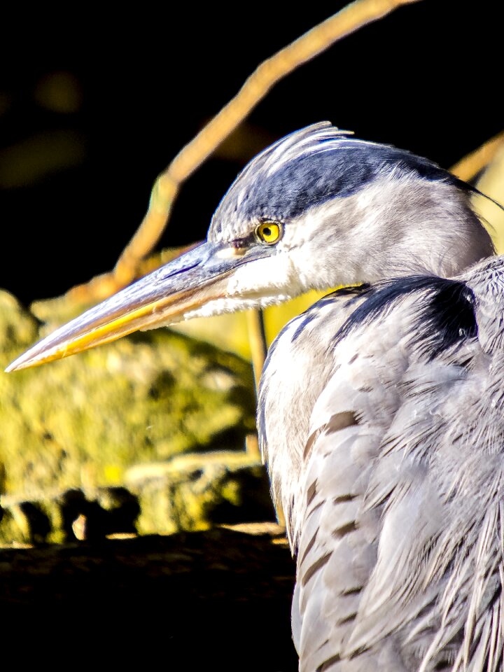 Water bird nature animal