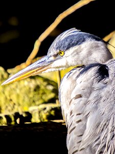 Water bird nature animal photo