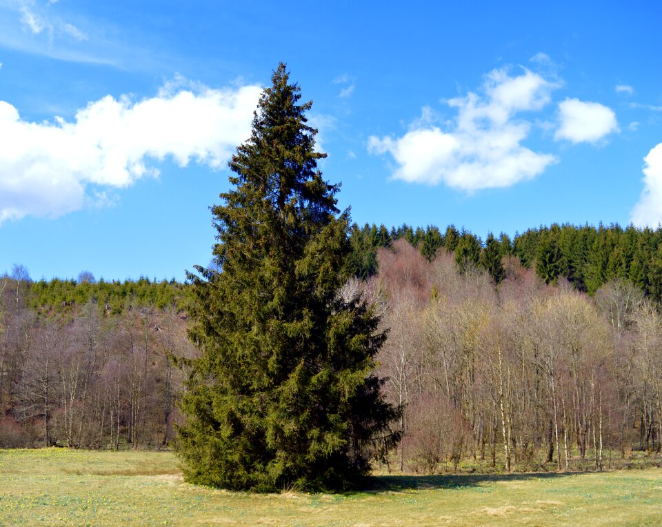 Nature tree pine cones
