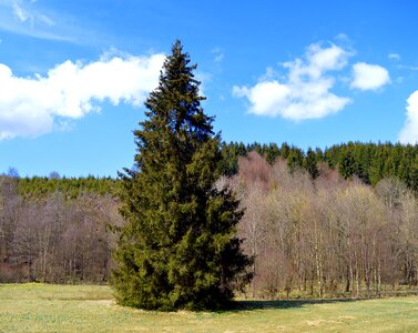 Nature tree pine cones