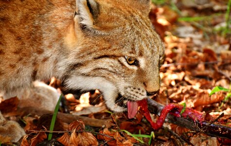 Eat big cat predator