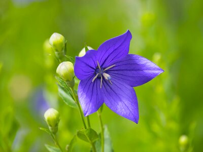 Blue purple flowering