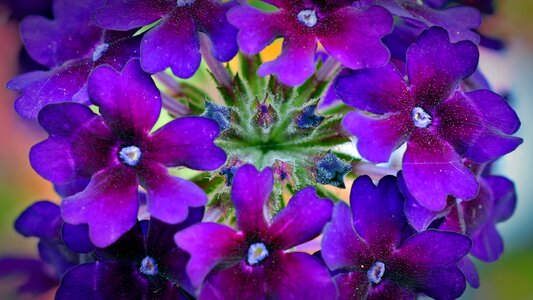 Plant nature flower