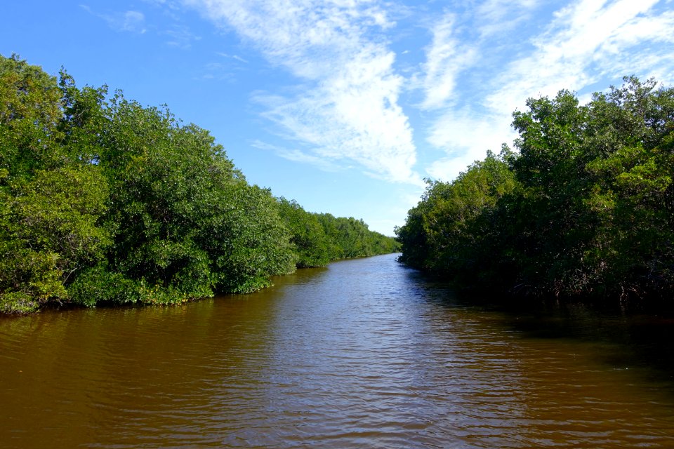 Buttonwood Canal tour - Everglades National Park - DSC09359