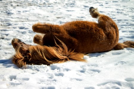 Buttonwood Park Zoo Horse
