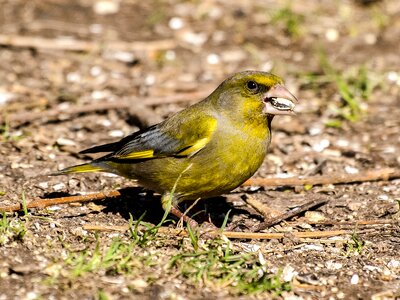 Garden bird songbird nature