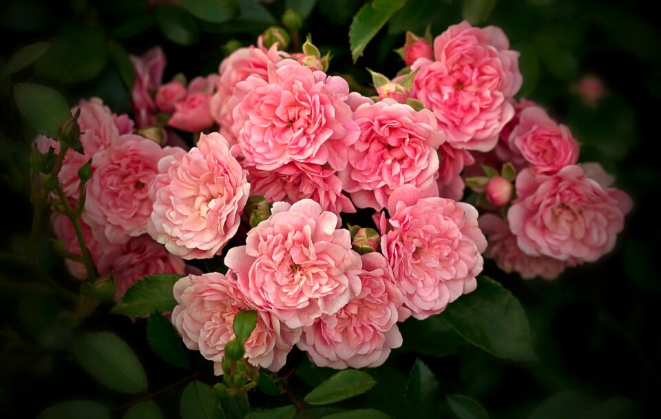 Rose rosaceae roses