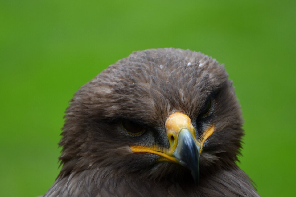 Bird beak zoo