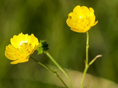 Bloom plant nature