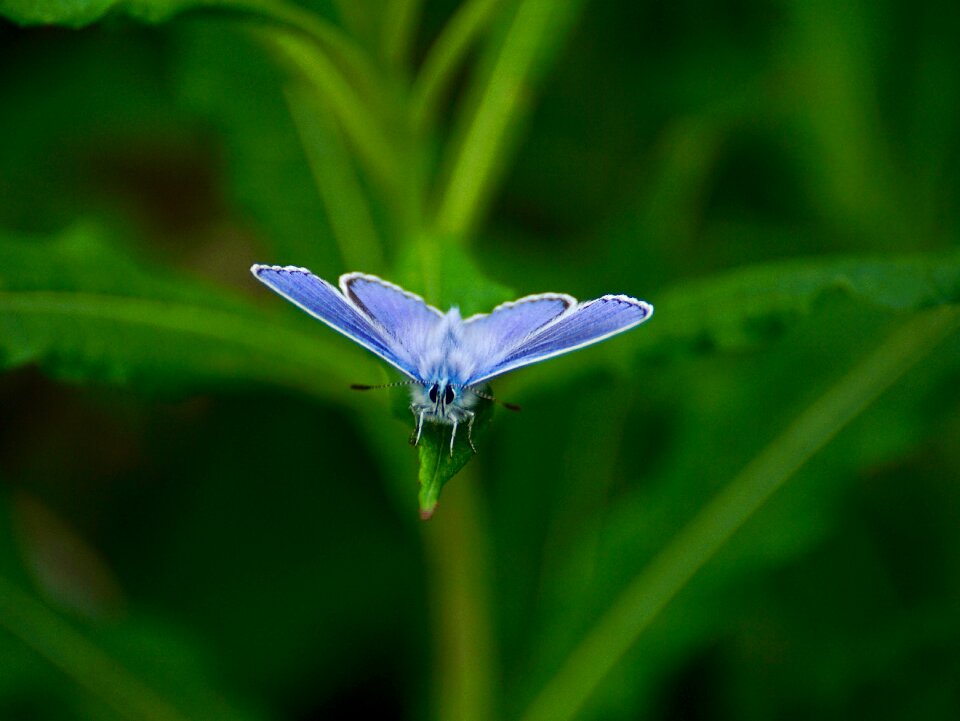 Butterflies nature protected