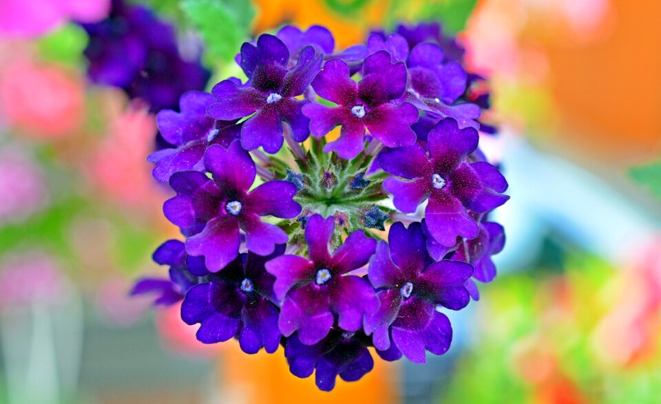 Plant nature flower