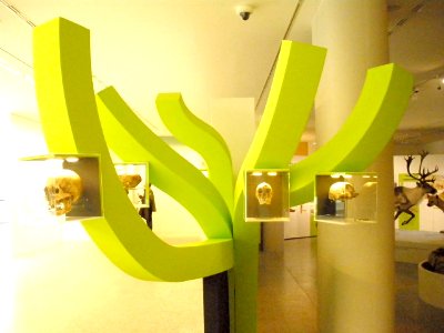 Burgos - Museo de la Evolución Humana (MEH), interiores 18
