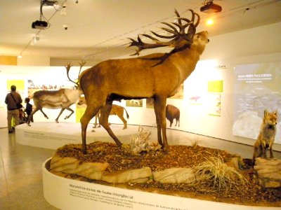 Burgos - Museo de la Evolución Humana (MEH), interiores 19