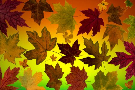 Autumn leaf autumn foliage leaf