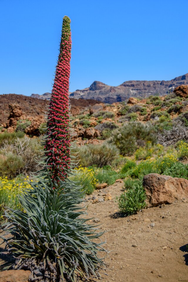 National park teide national park candles shaped