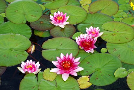 Lake rose pond blossom photo