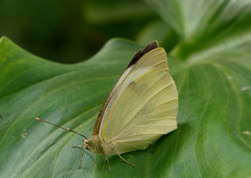 Butterfly on a leaf - Parc floral