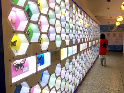 Butterfly specimen exhibition in Guangming Butterfly Valley, picture8