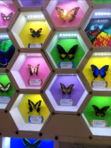 Butterfly specimen exhibition in Guangming Butterfly Valley, picture4