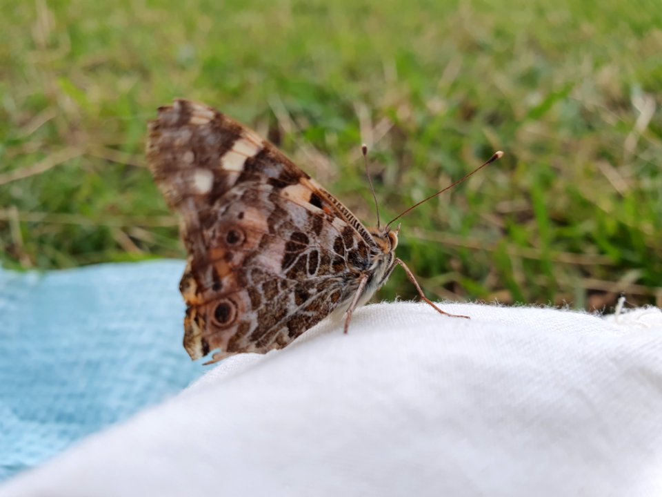 Butterfly at Jonanjima